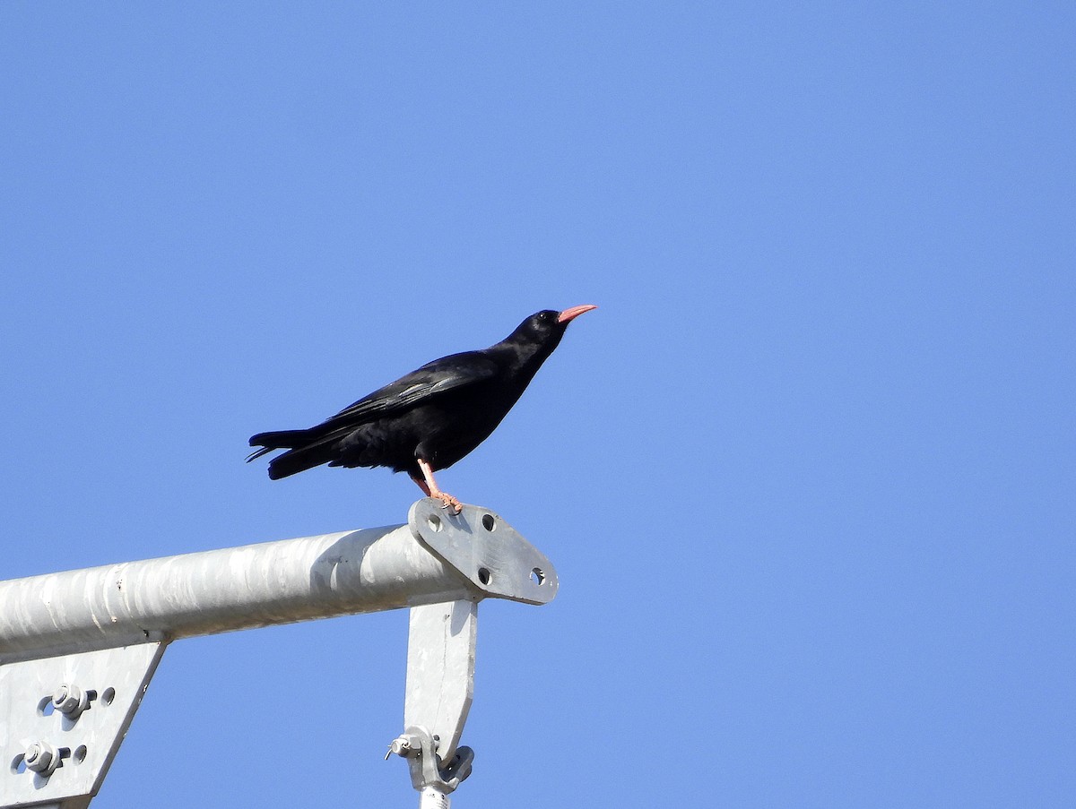 Chova Piquirroja - ML651950562