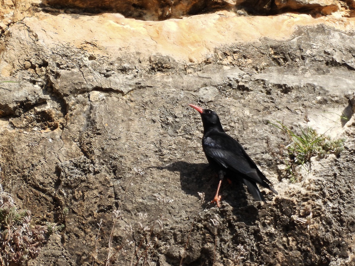 Chova Piquirroja - ML651950565