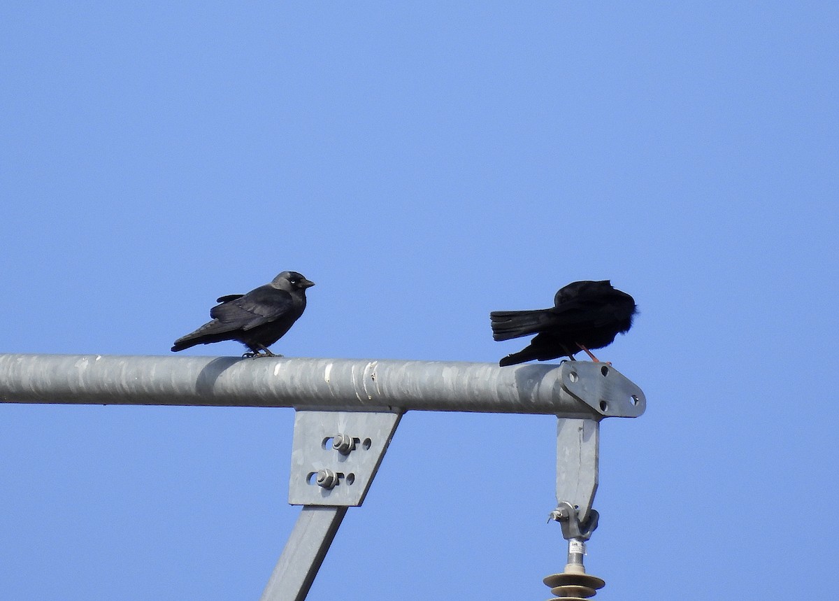 Grajilla Occidental - ML651950596