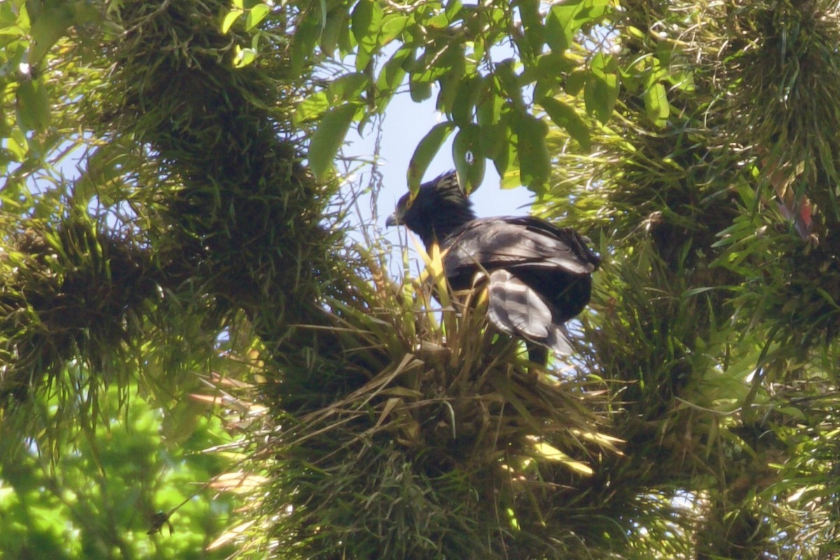 Black Hawk-Eagle - ML651950619