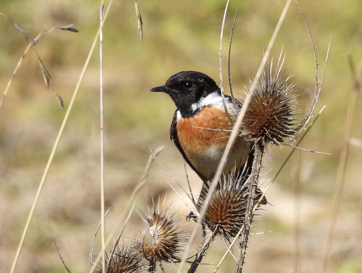 Tarabilla Europea - ML651950641