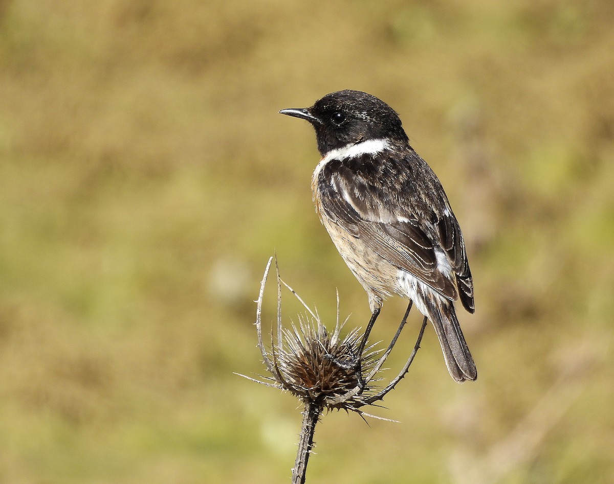 Tarabilla Europea - ML651950642