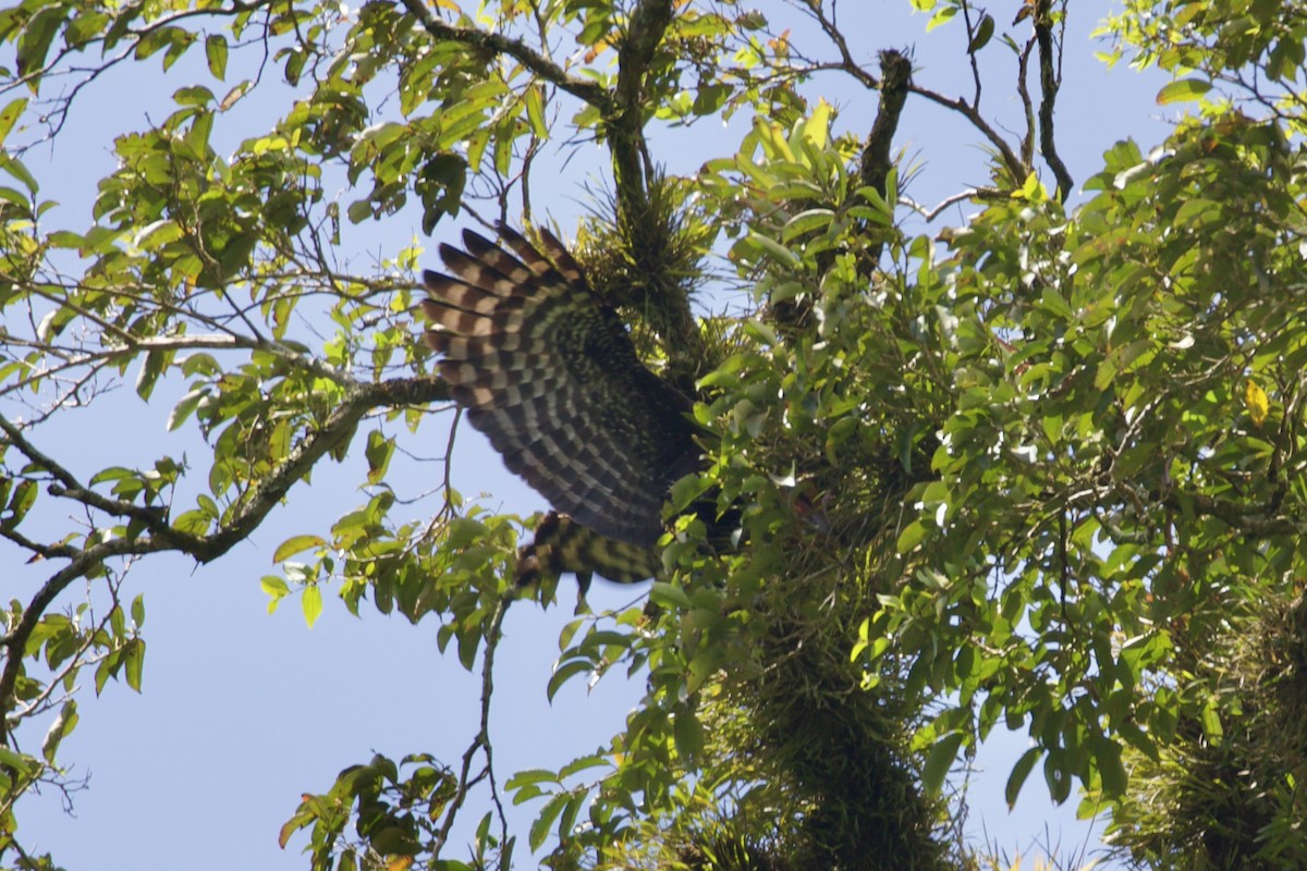 Black Hawk-Eagle - ML651950654