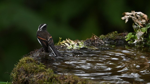 Rufous-breasted Chat-Tyrant - ML651951667