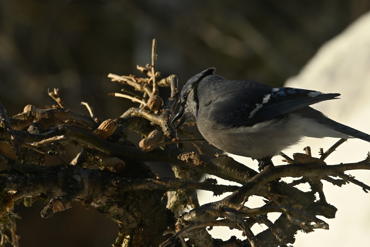Голубая сойка - ML651951749