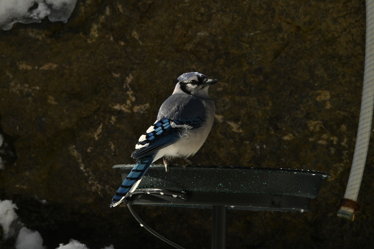 Голубая сойка - ML651951751