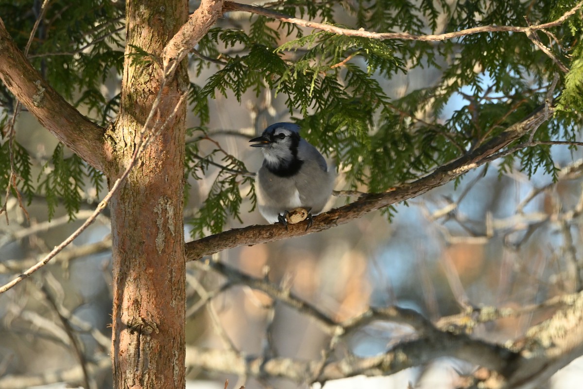 Голубая сойка - ML651951752