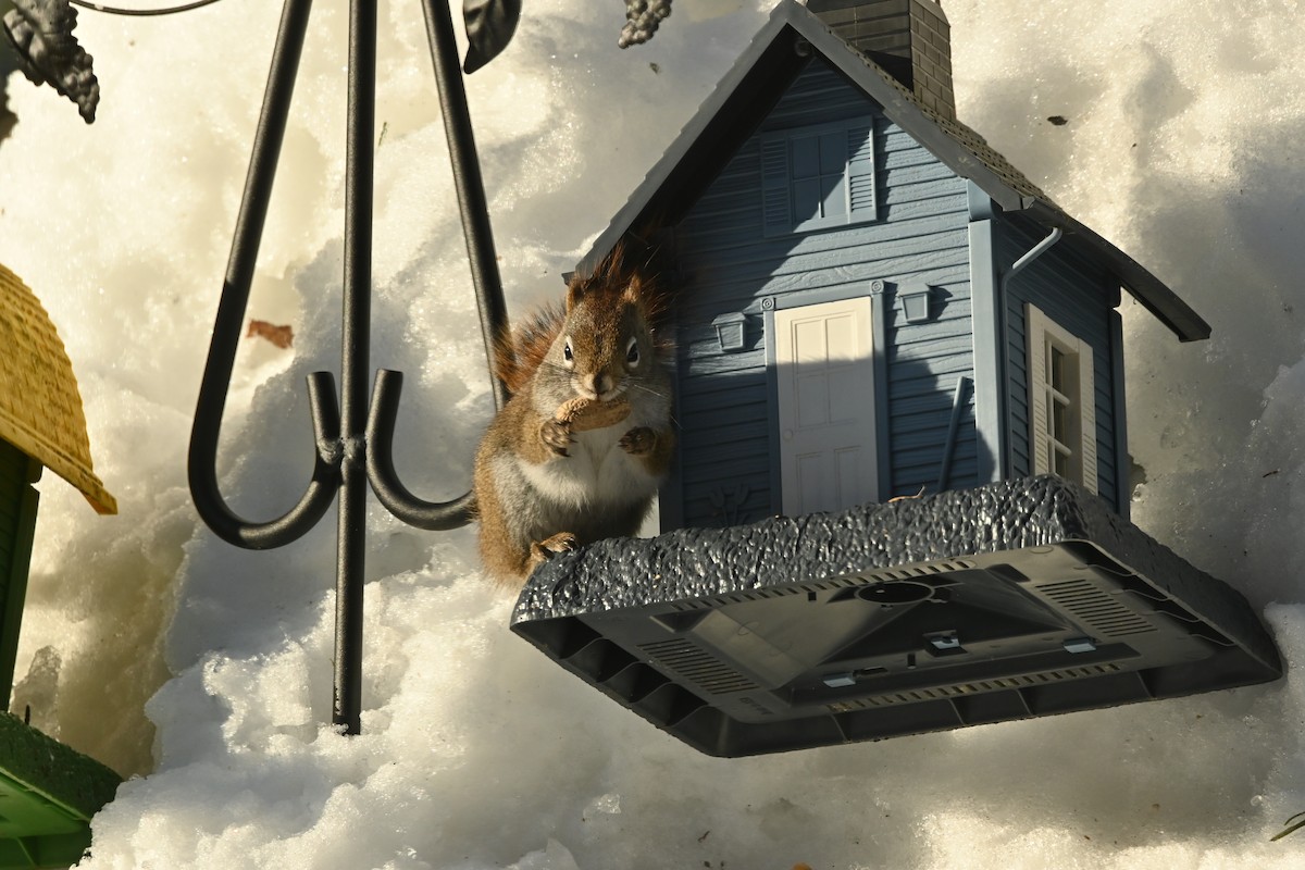 Красная белка - ML651951768