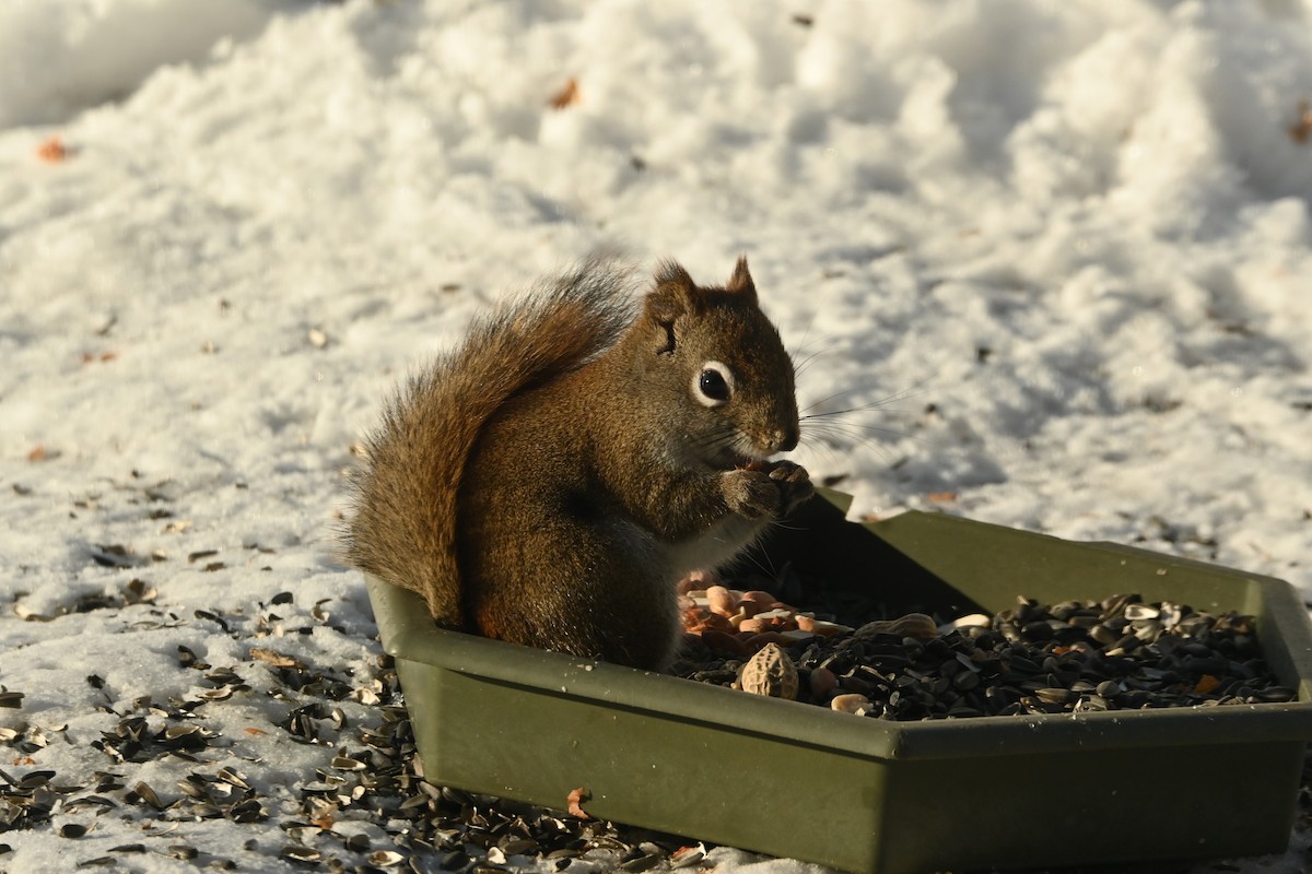 Красная белка - ML651951769