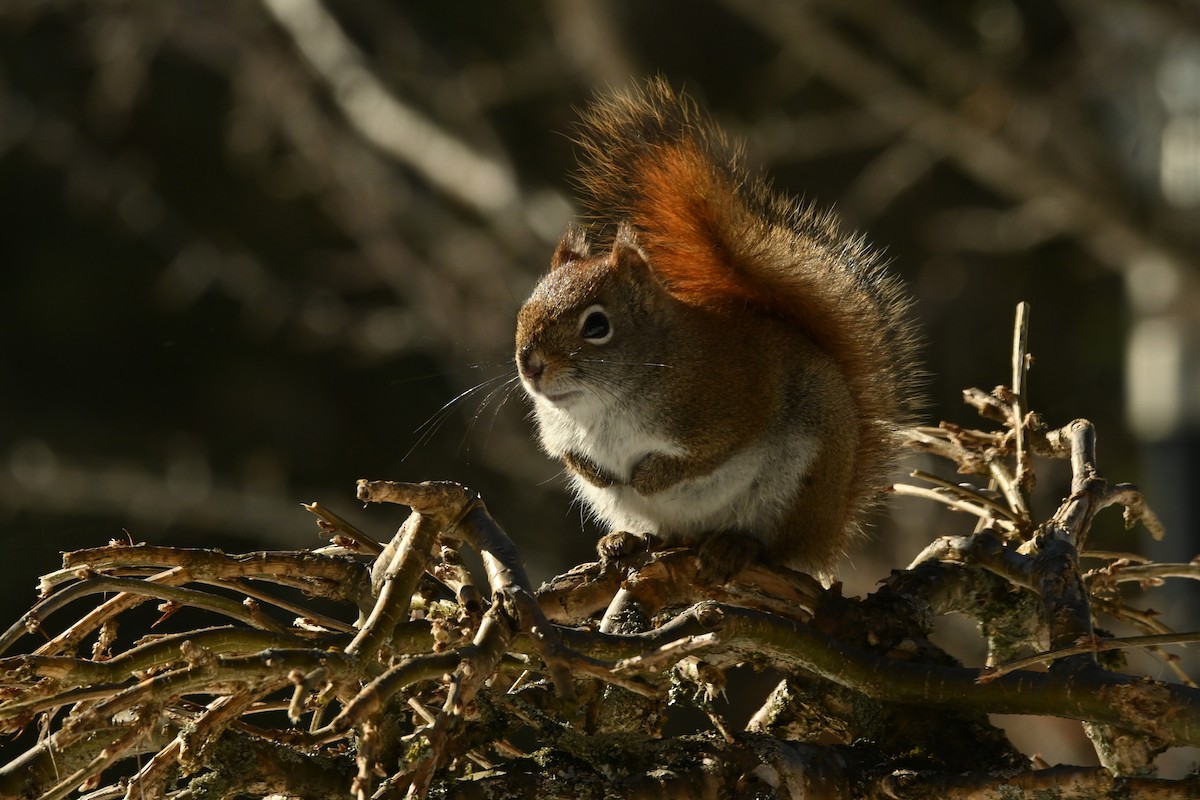 Красная белка - ML651951770