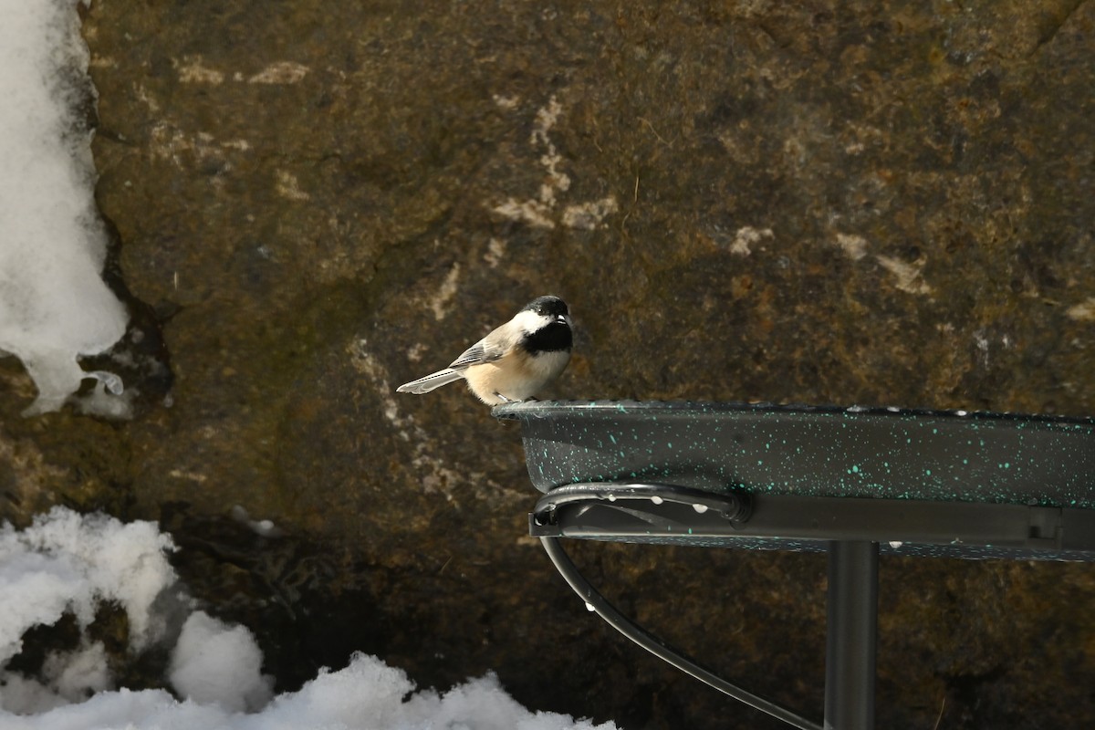 Черношапочная гаичка - ML651951803