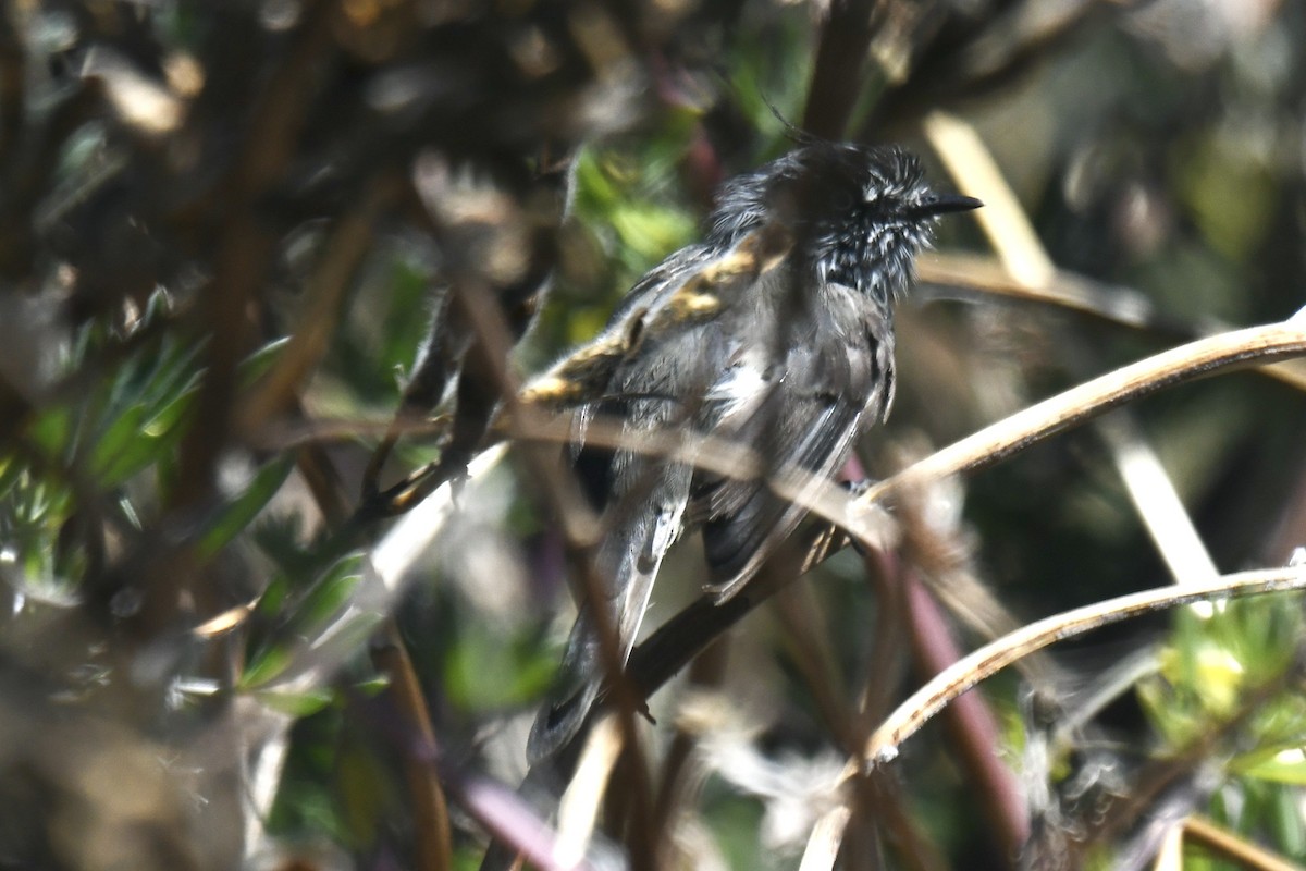 Tufted Tit-Tyrant - ML651952114