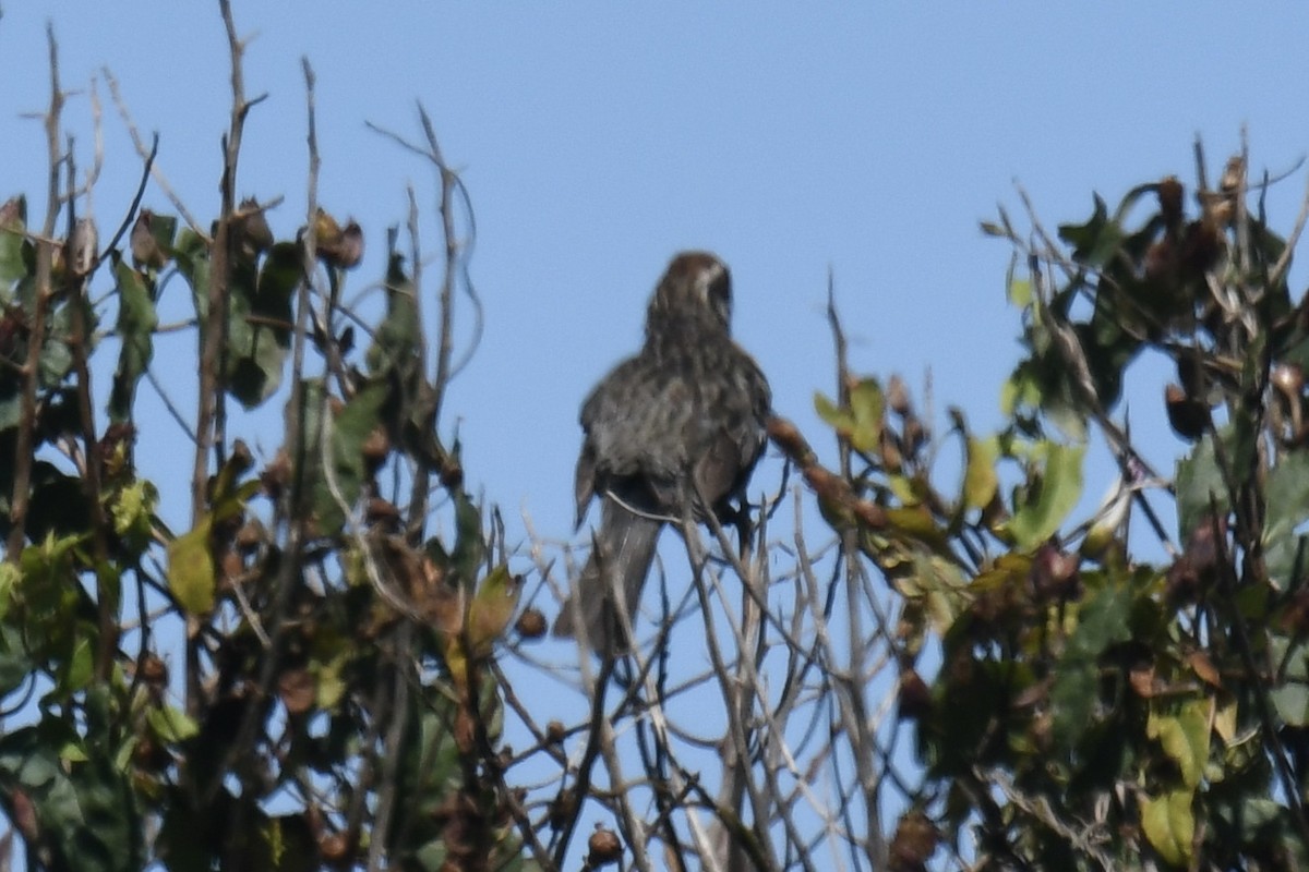 Rufous-tailed Plantcutter - ML651952153