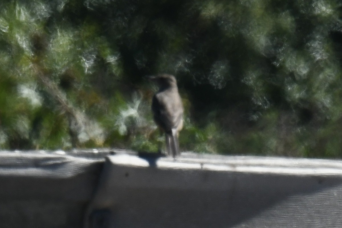 Great Shrike-Tyrant - ML651952184