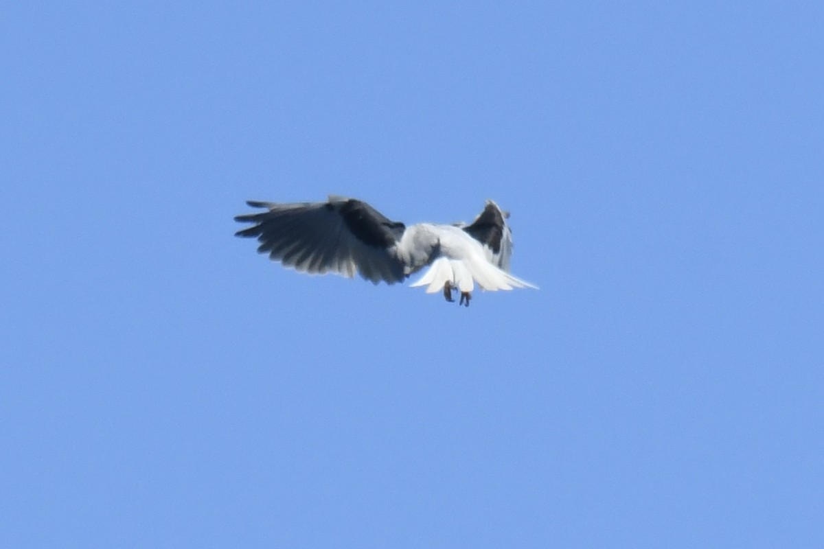 White-tailed Kite - ML651952221
