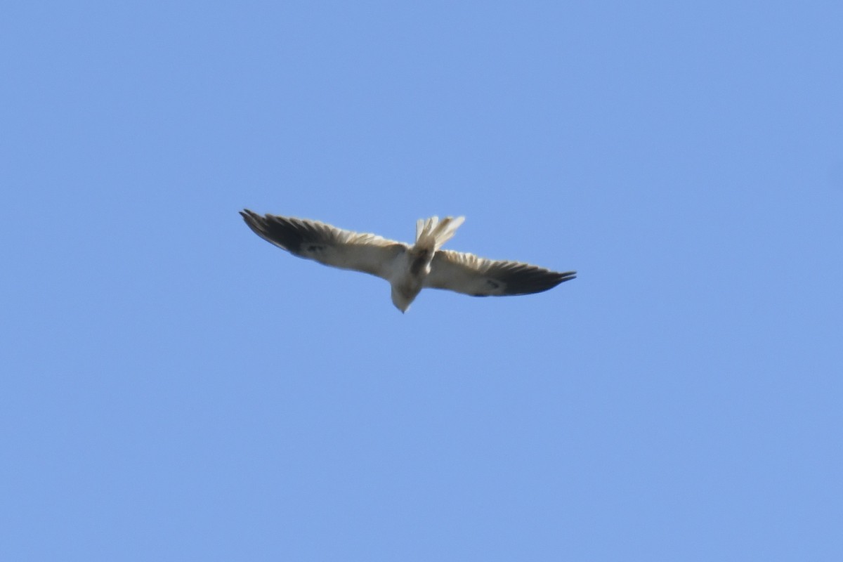 White-tailed Kite - ML651952222