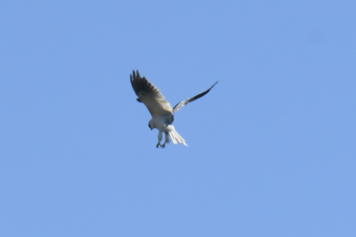 White-tailed Kite - ML651952223