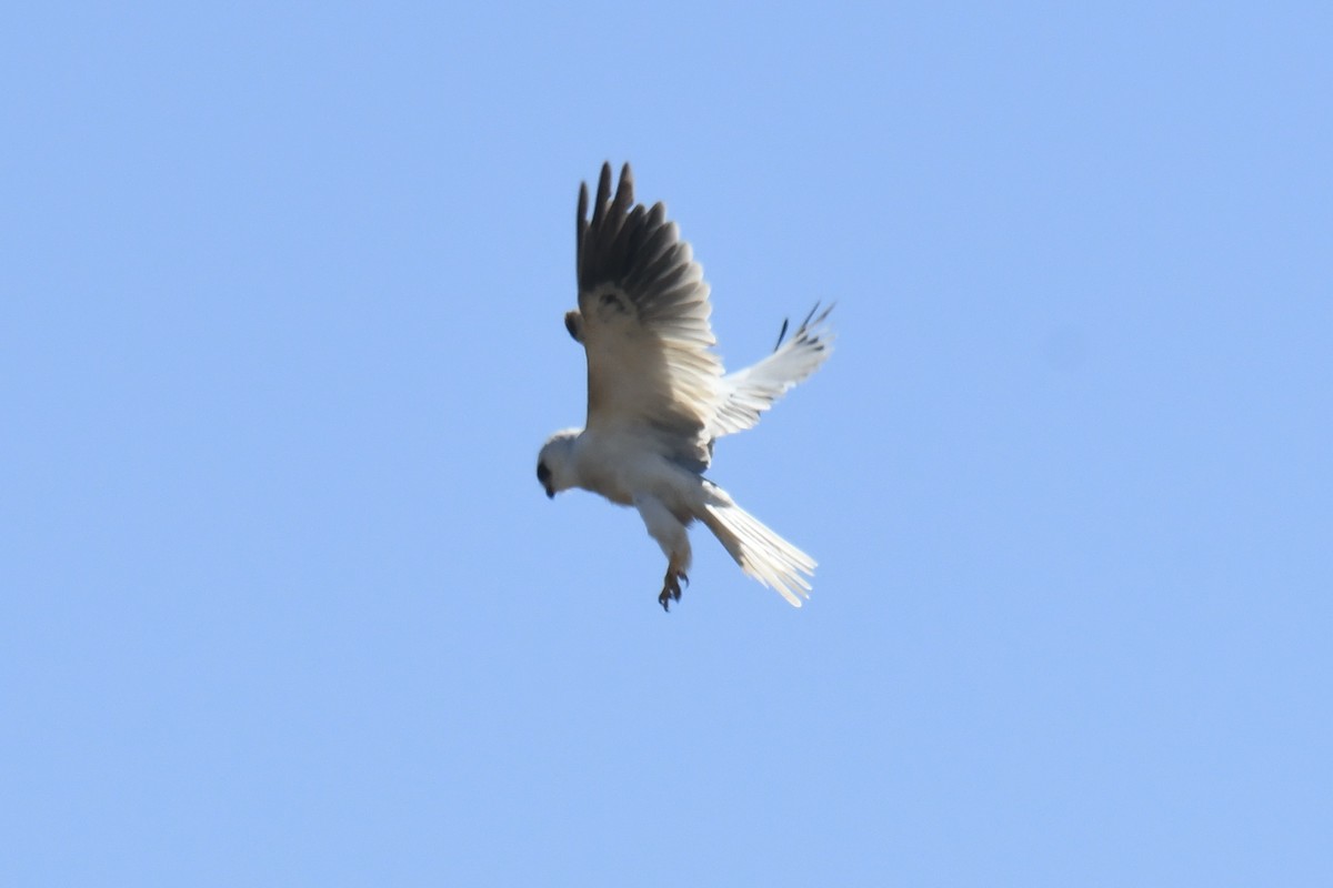 White-tailed Kite - ML651952224