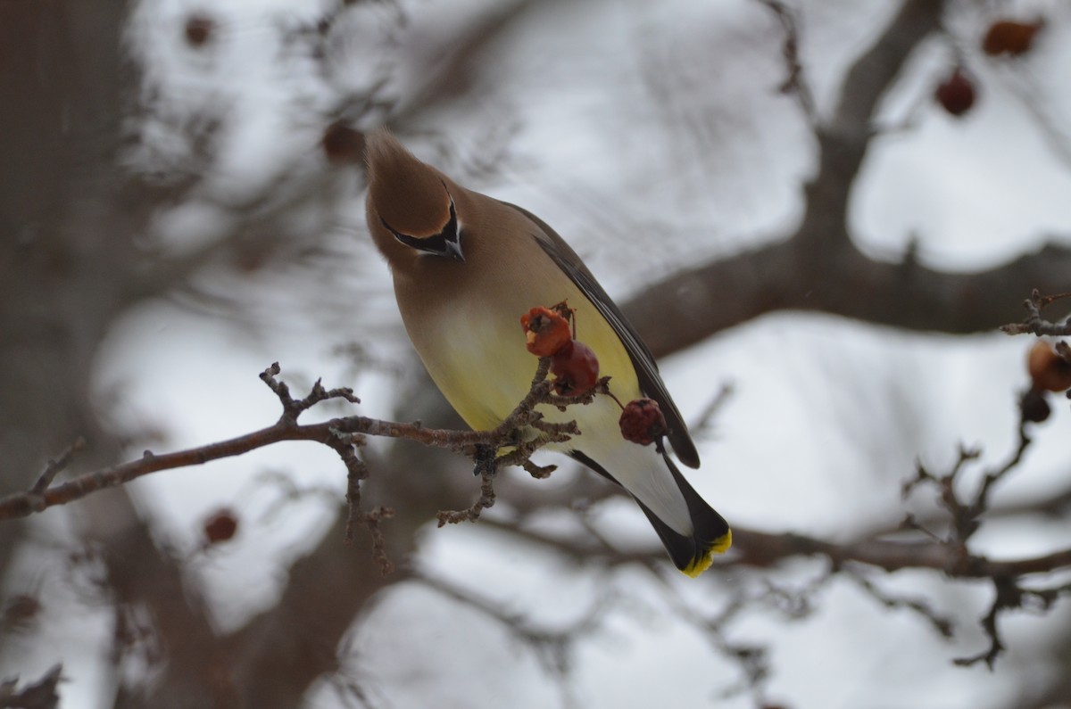 Cedar Waxwing - ML651952525