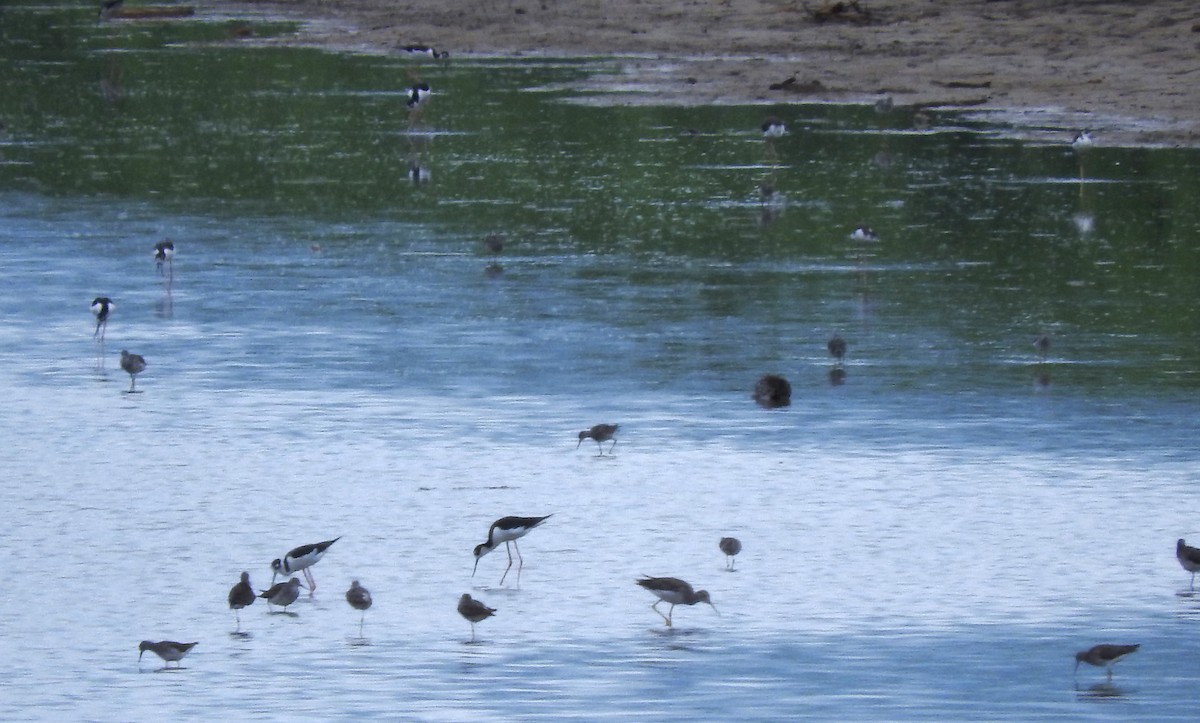 Black-necked Stilt - Eric Haskell