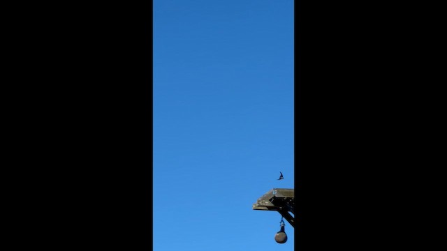 Tree Swallow - ML651953267