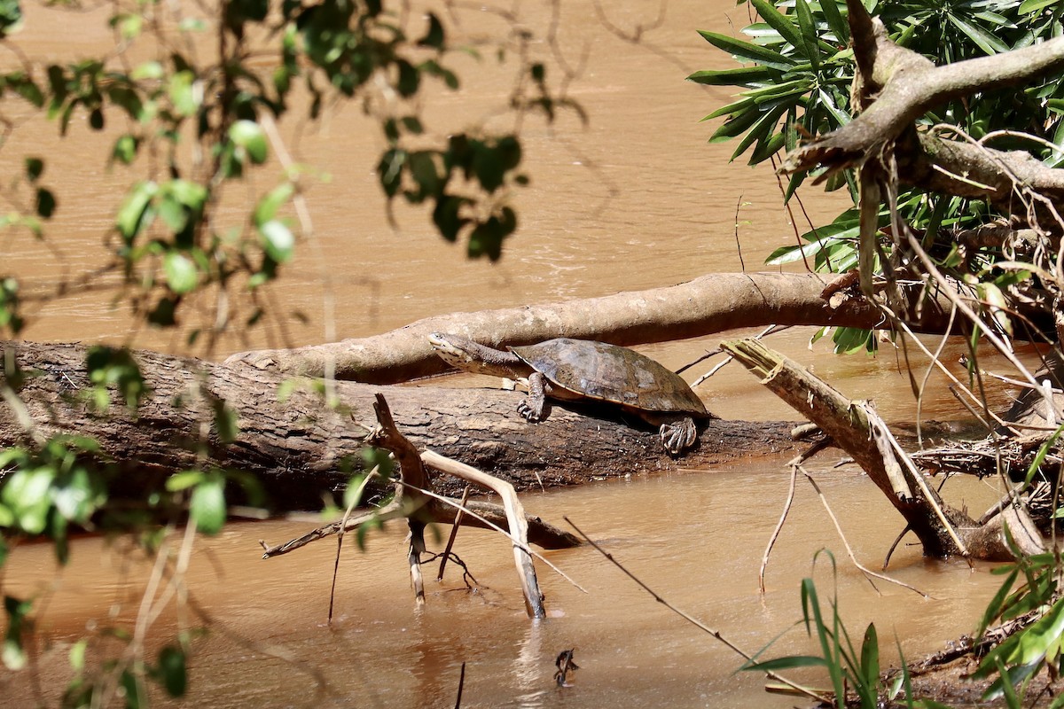 South American Snake-necked Turtles - ML651953315