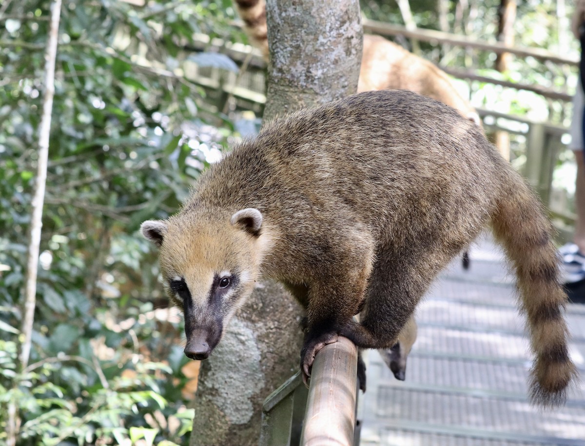 South American Coati - ML651953316