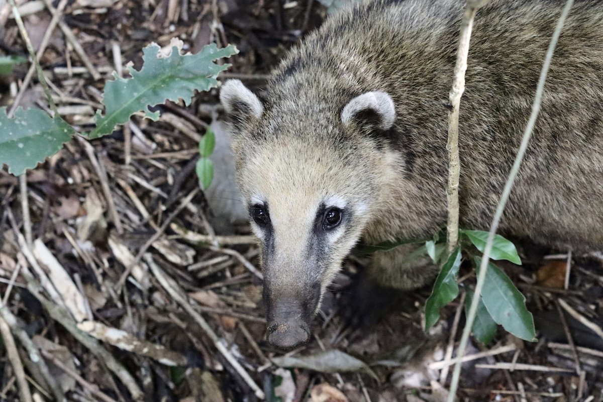 South American Coati - ML651953321