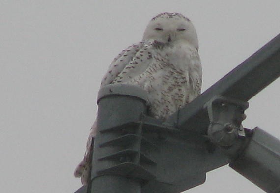 Snowy Owl - ML65195371