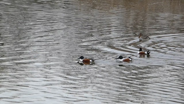 Northern Shoveler - ML651954443
