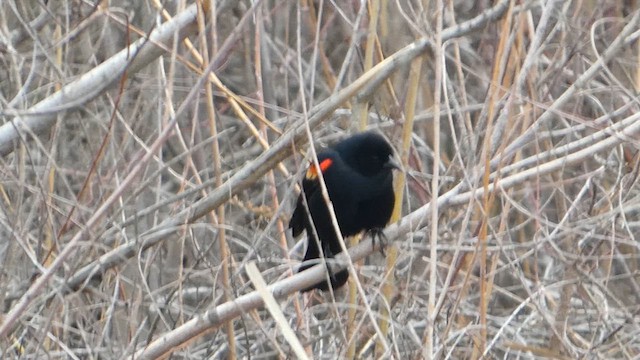 Red-winged Blackbird - ML651954583