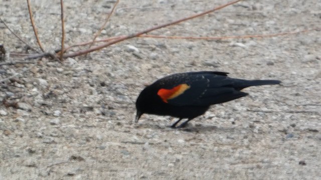 Red-winged Blackbird - ML651954609