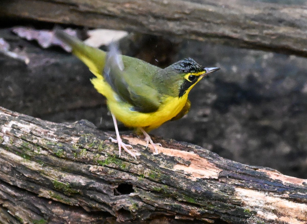 Reinita de Kentucky - ML651954611