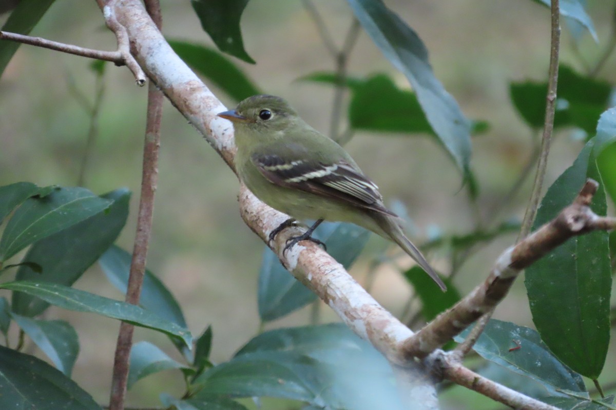 Желтобрюхий мухолов - ML651955729