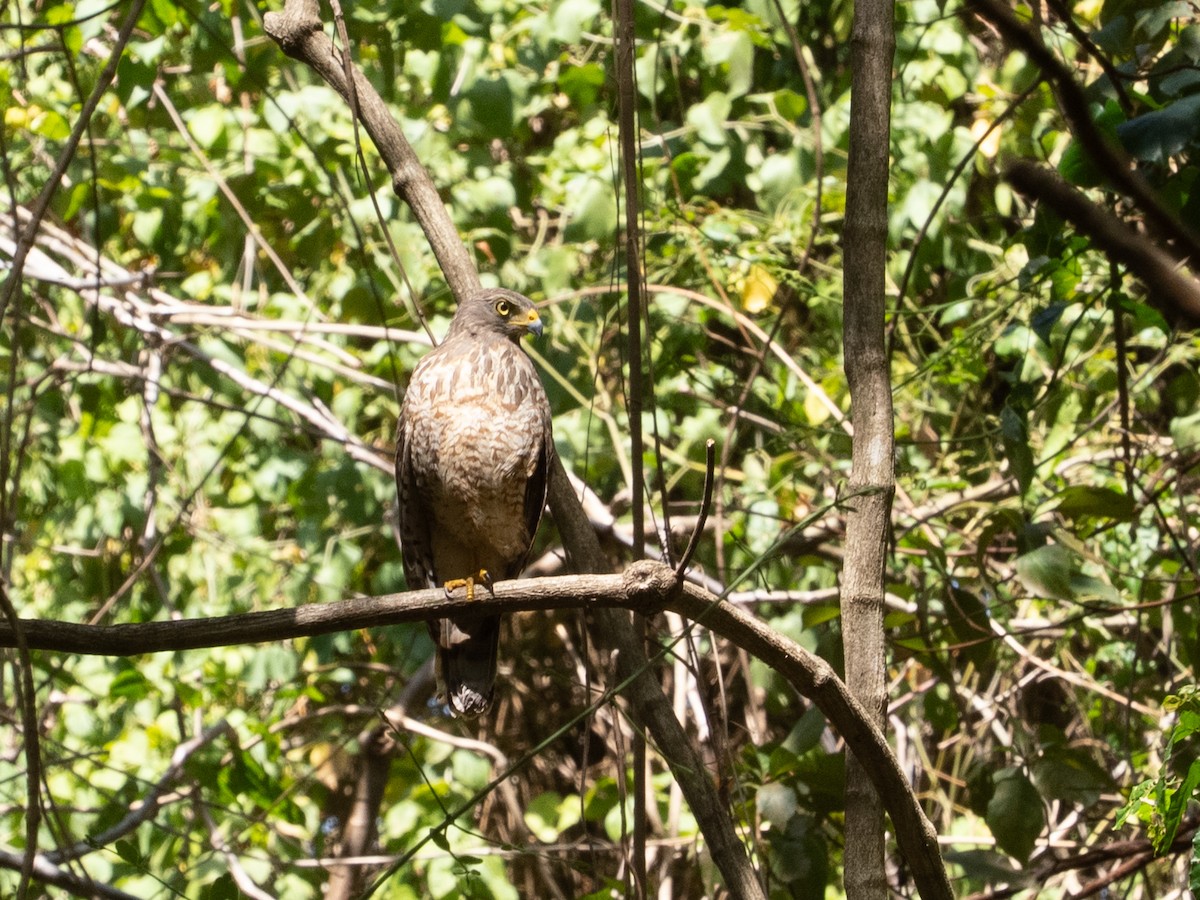 Yol Şahini - ML651956349