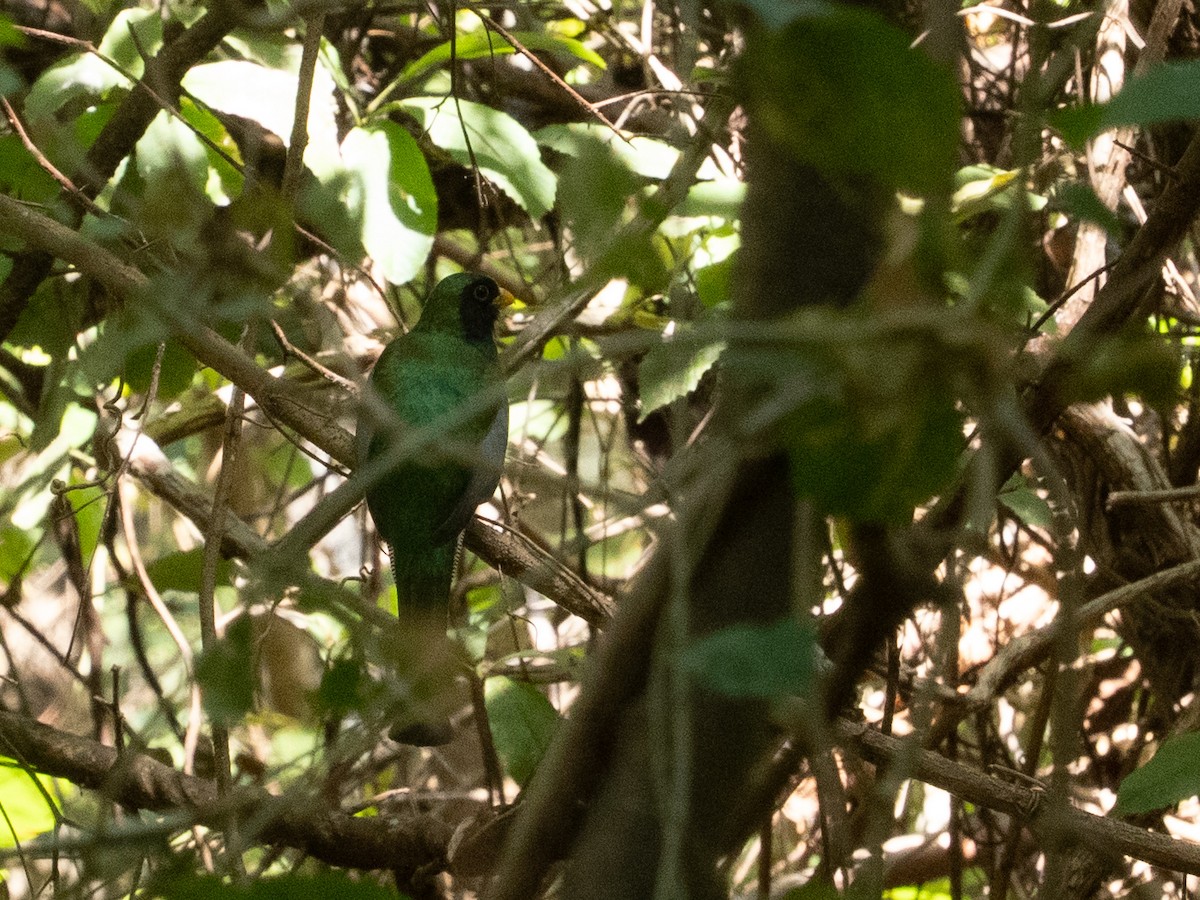 Güneyli Zarif Trogon - ML651956399