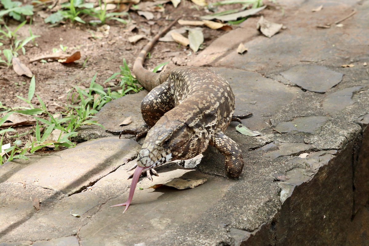 Argentine Black-and-white Tegu - ML651956938
