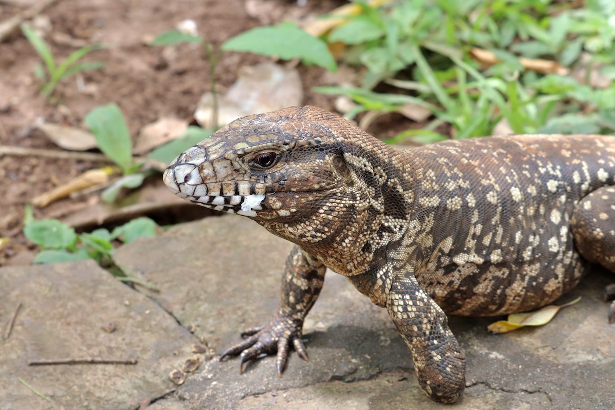 Argentine Black-and-white Tegu - ML651956939