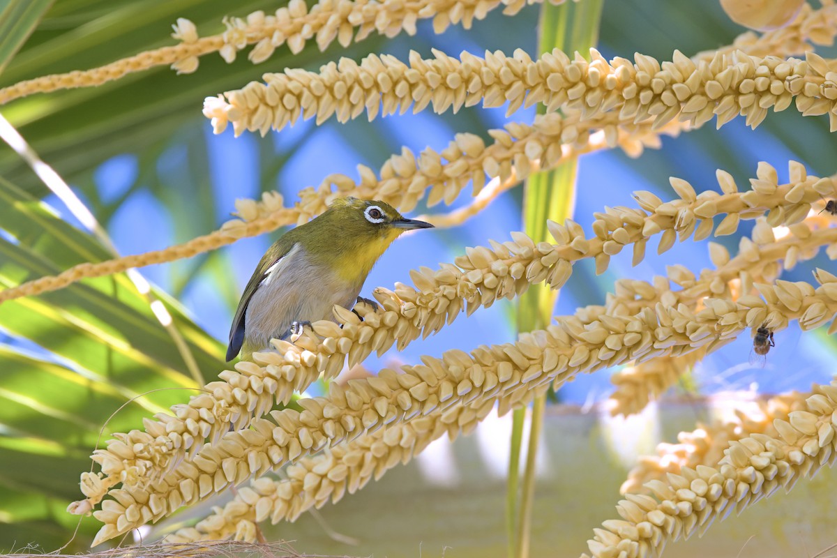 hagebrillefugl - ML651957051