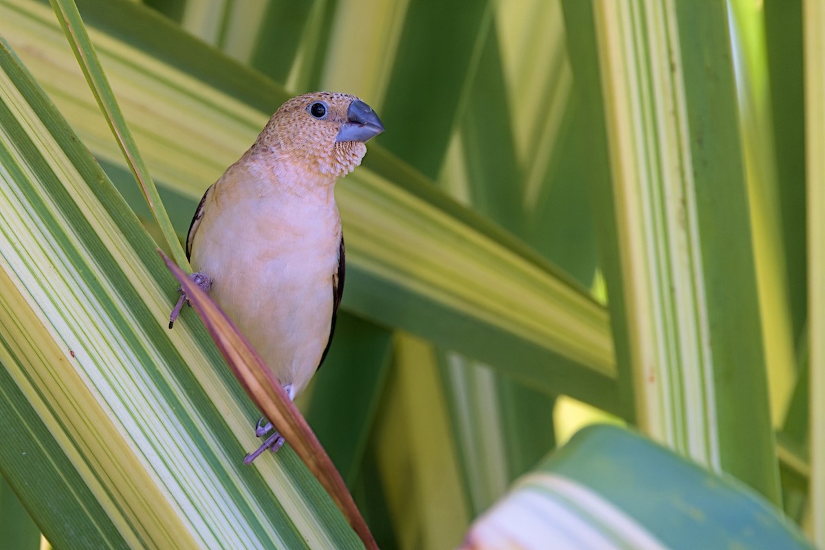 savannesølvnebb - ML651957055