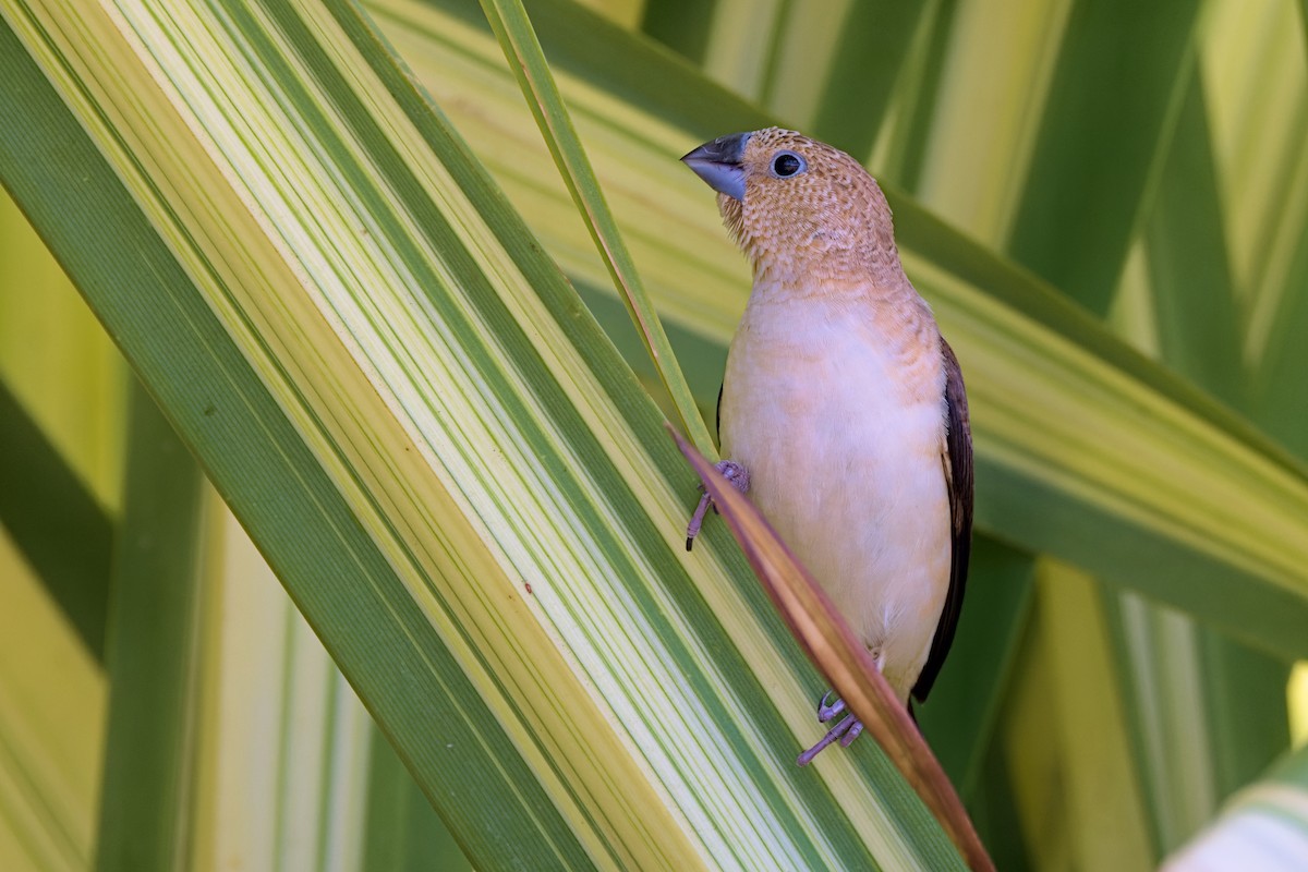 savannesølvnebb - ML651957056