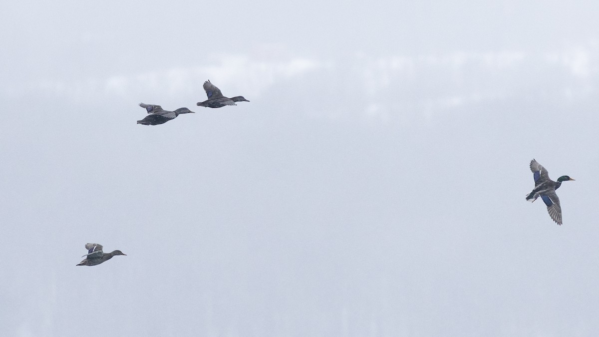 Зэрлэг нугас - ML651957236