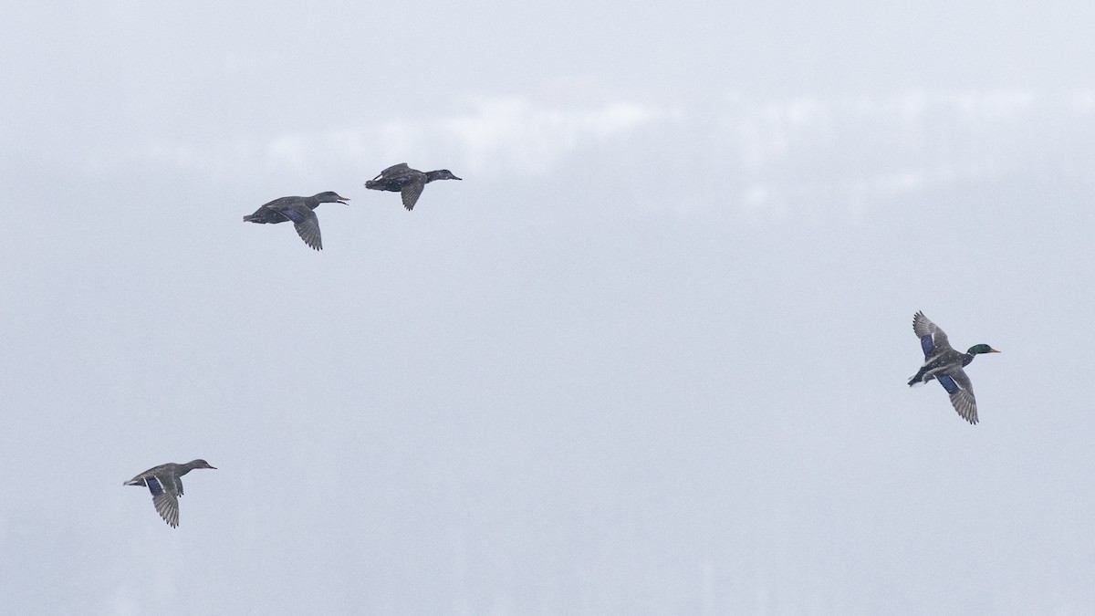 American Black Duck - ML651957241