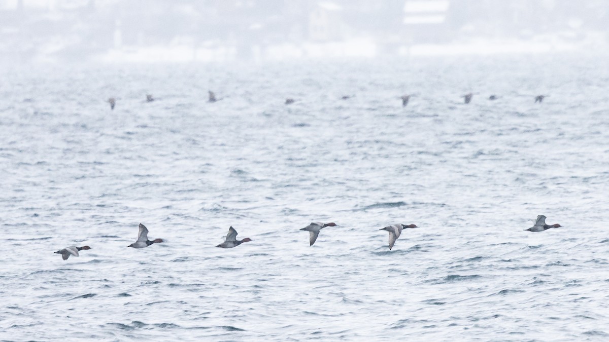 Redhead - ML651957246