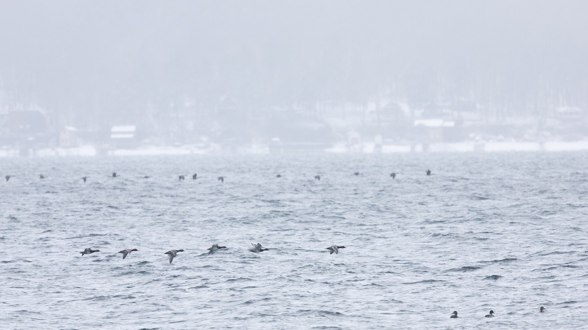 Redhead - ML651957247