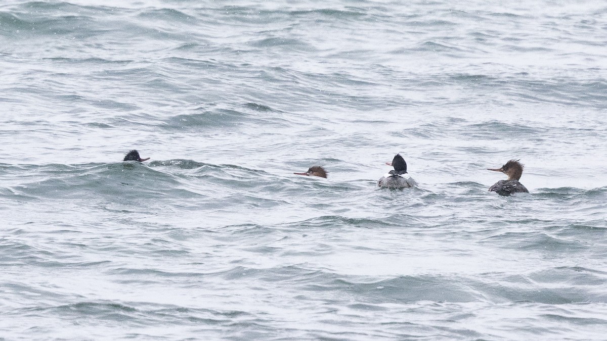 Сэвгэр бохио - ML651957254