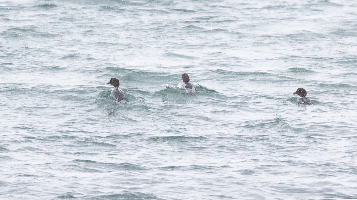 Алаг шунгаач - ML651957262