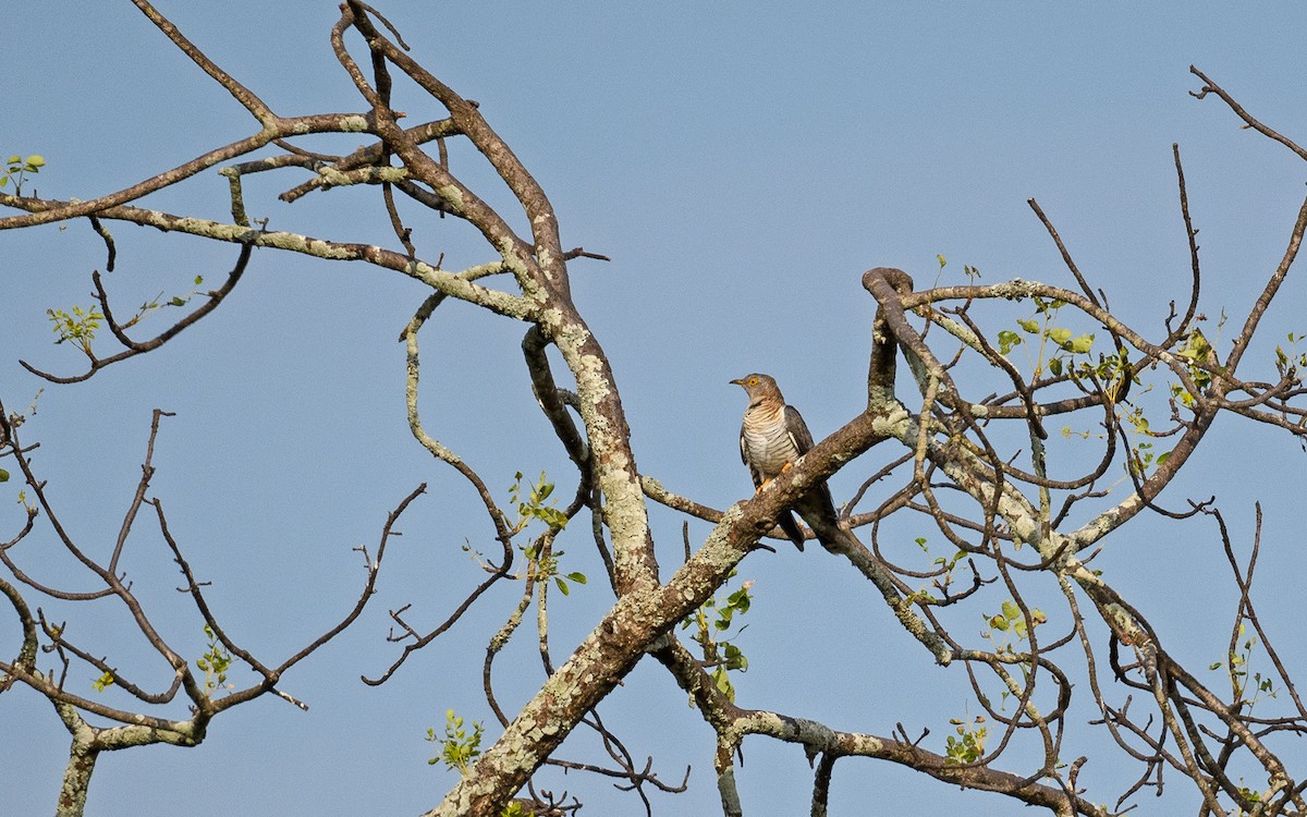 Common Cuckoo - ML651957867