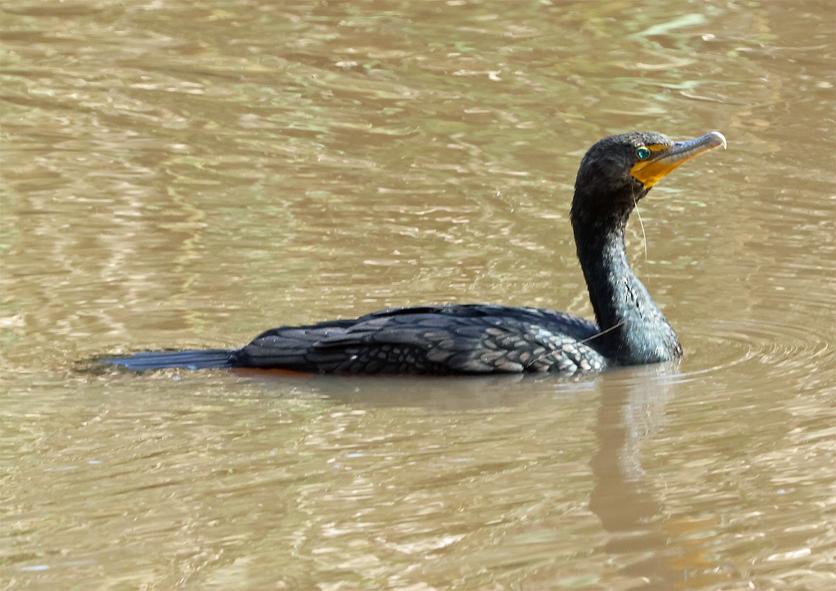Double-crested Cormorant - ML651959018