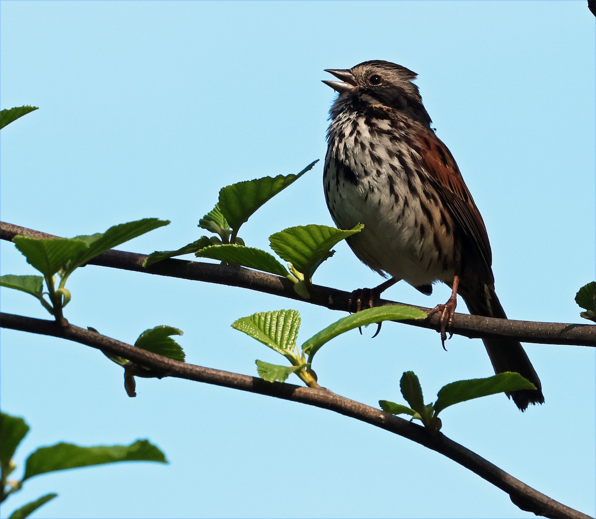 Song Sparrow (heermanni Group) - ML651959051